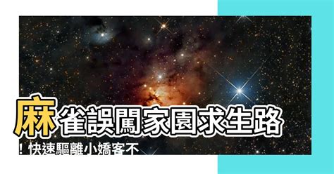 麻雀飛進家裡號碼|麻雀誤闖辦公室是吉兆？單位是不是要「火」？